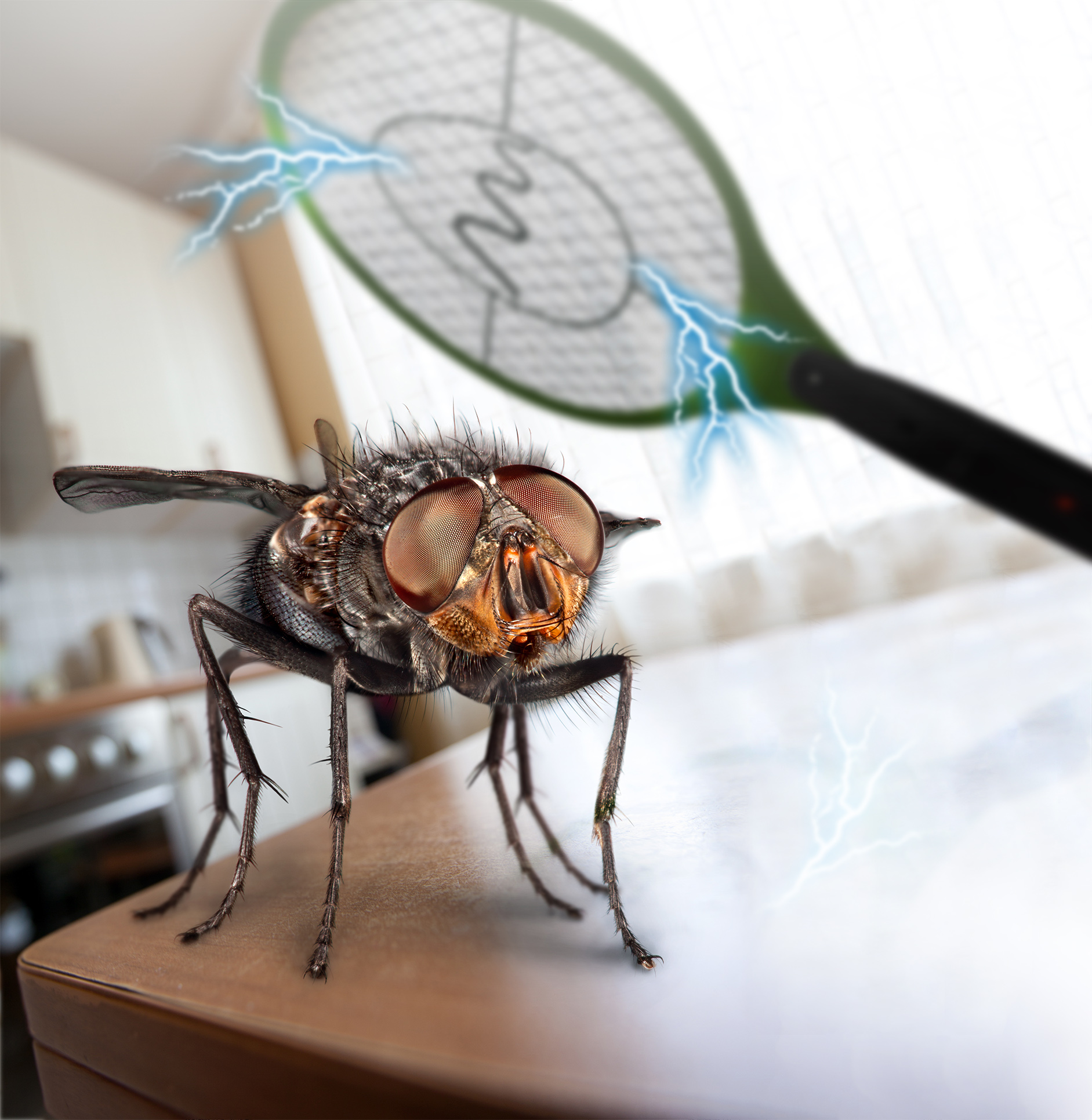 Electronic Fly Swatter