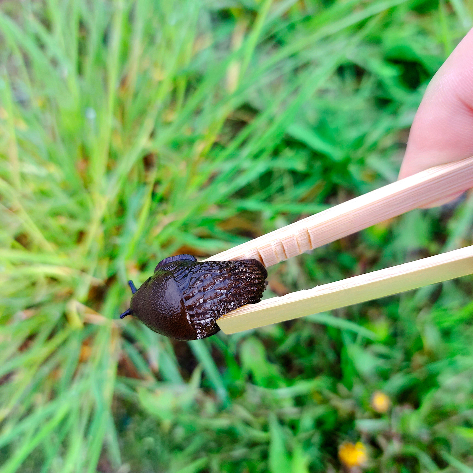 Gegen Schnecken im Garten: Die Schnecken-Zangen von Gardigo