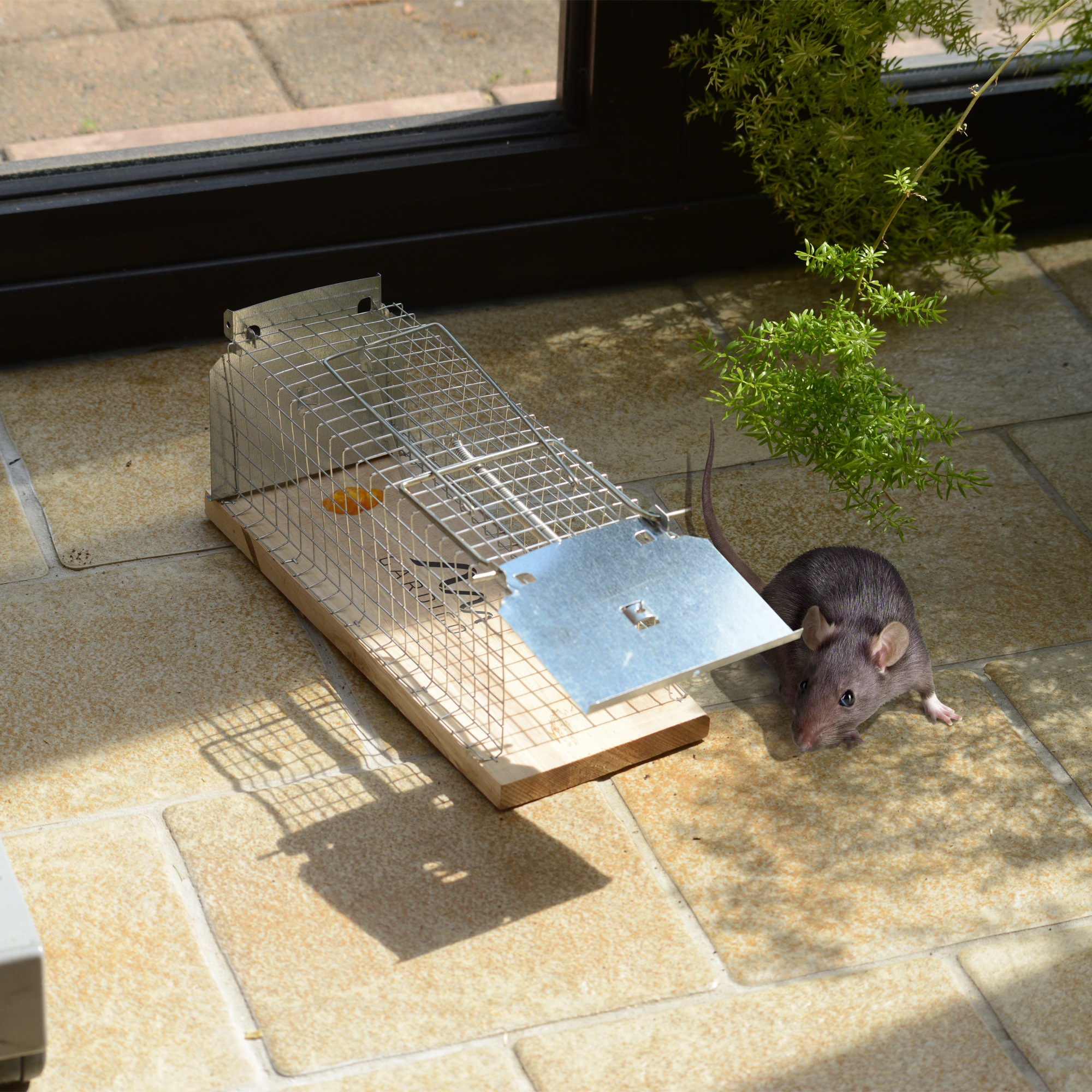 GARDIGO live rat cage trap