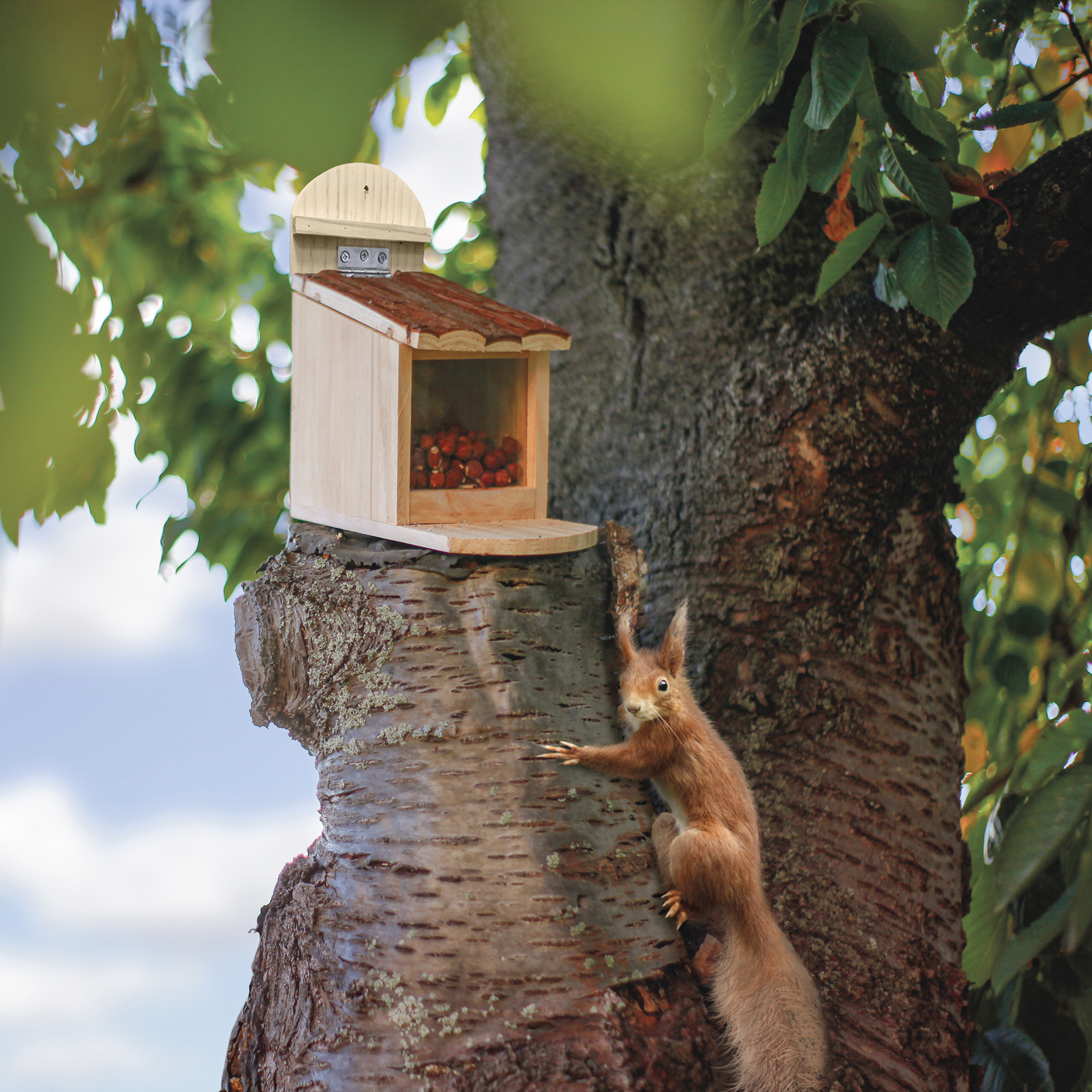 Squirrel Feeder House | wooden feeding station