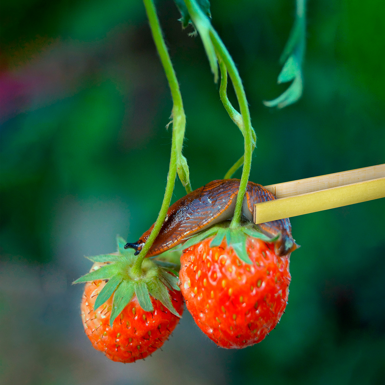 Schützen Sie Erdbeeren vor Schnecken!