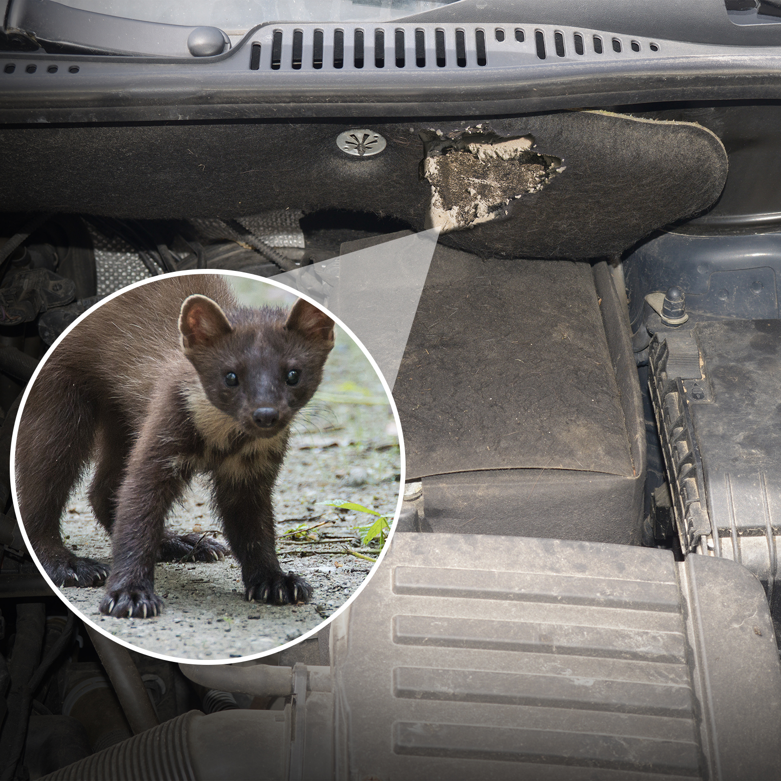 Damaged cables, holes in the isolation and a reeking stench are clear traces for an issue with a marten.