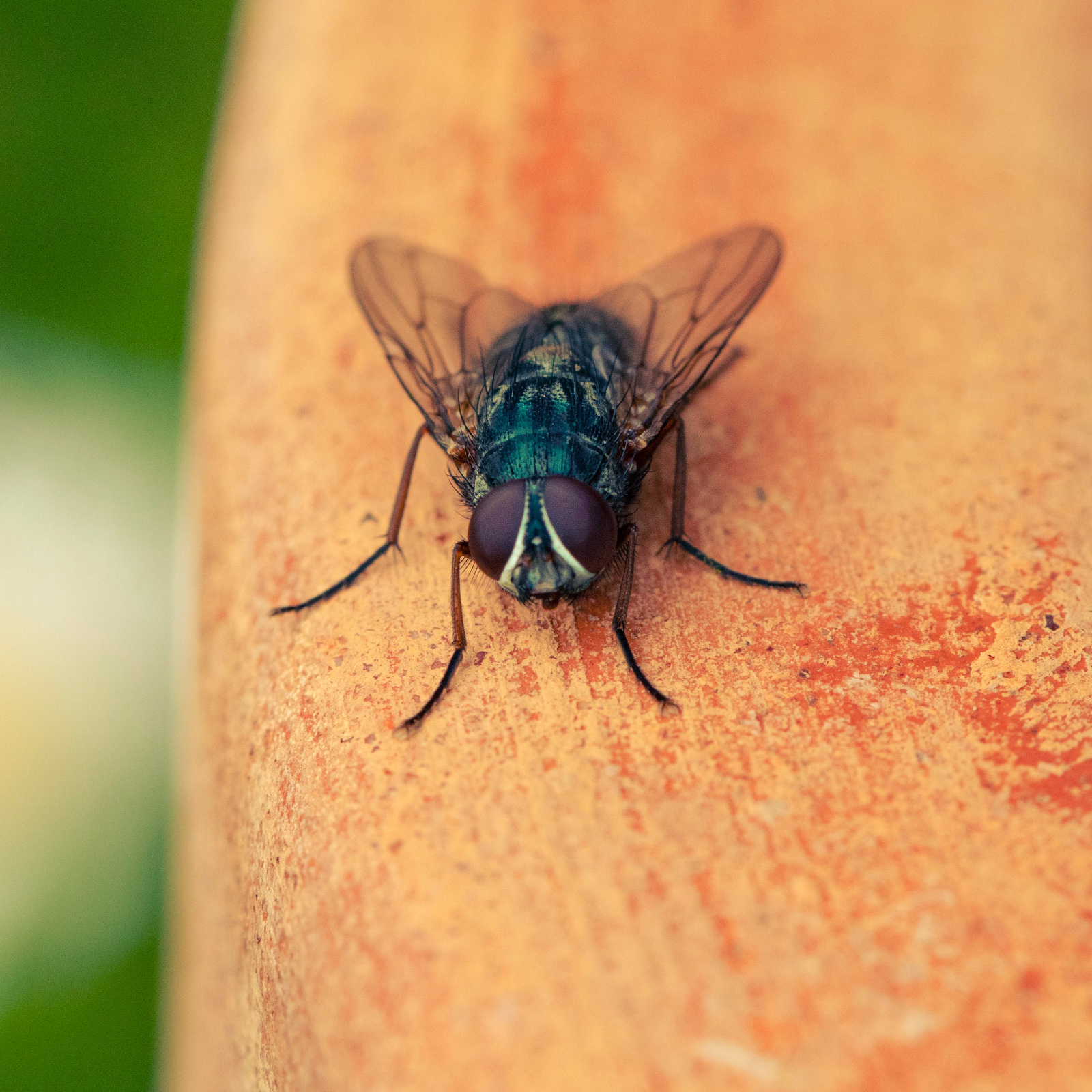 Sticky fly trap for windows