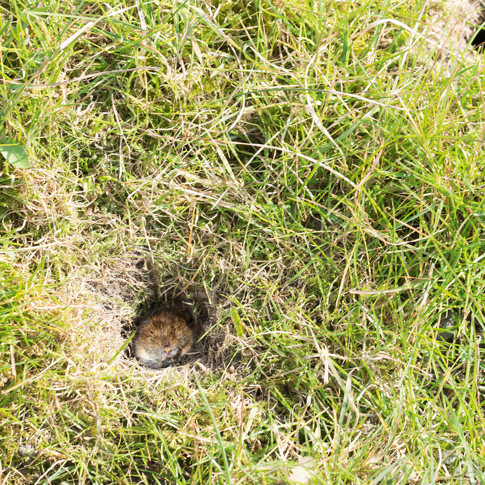 Vole Trap | claw trap against field mice