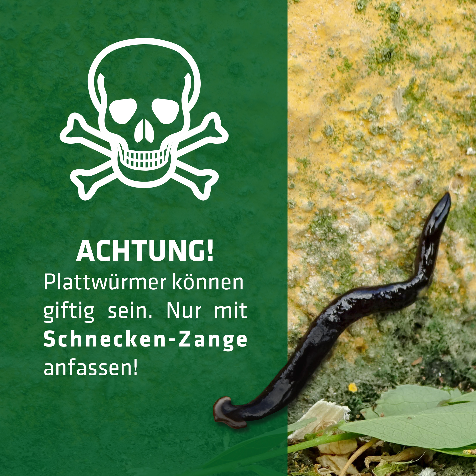 Auch fleischfressende Plattwürmer kann man mit der Schneckenzange fangen. Diese sollten nicht berührt werden, weil sie giftig sein können!