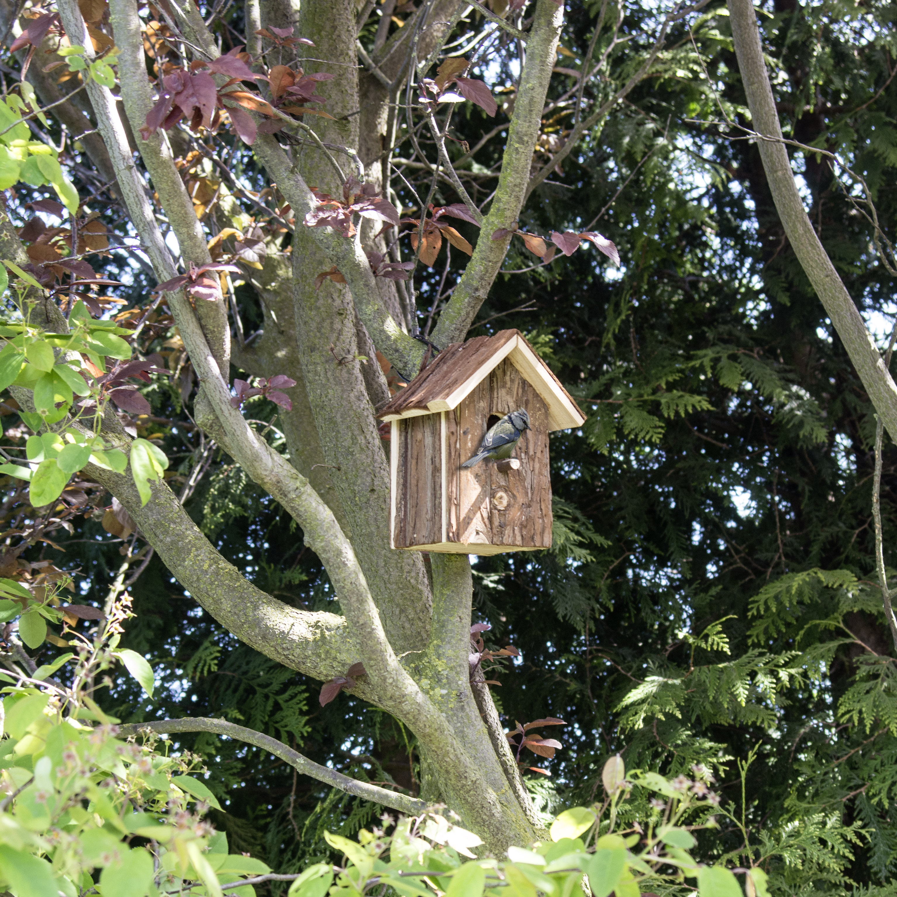 Bird Nesting House “Nature” | wooden nesting box