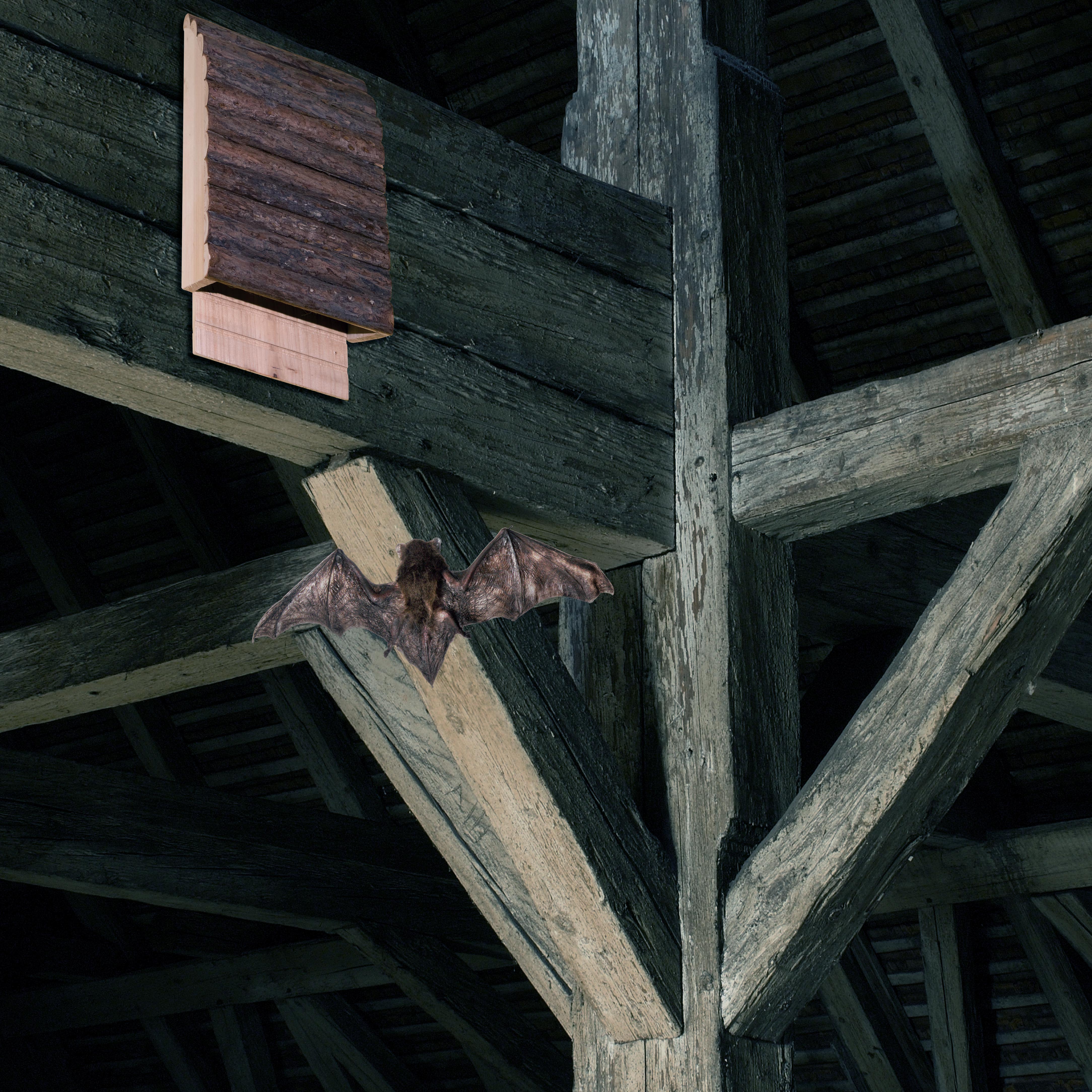 Fledermäuse ziehen gerne in die Dachstühle alter Gebäude ein aber auch da kann es zu kalt sein. 