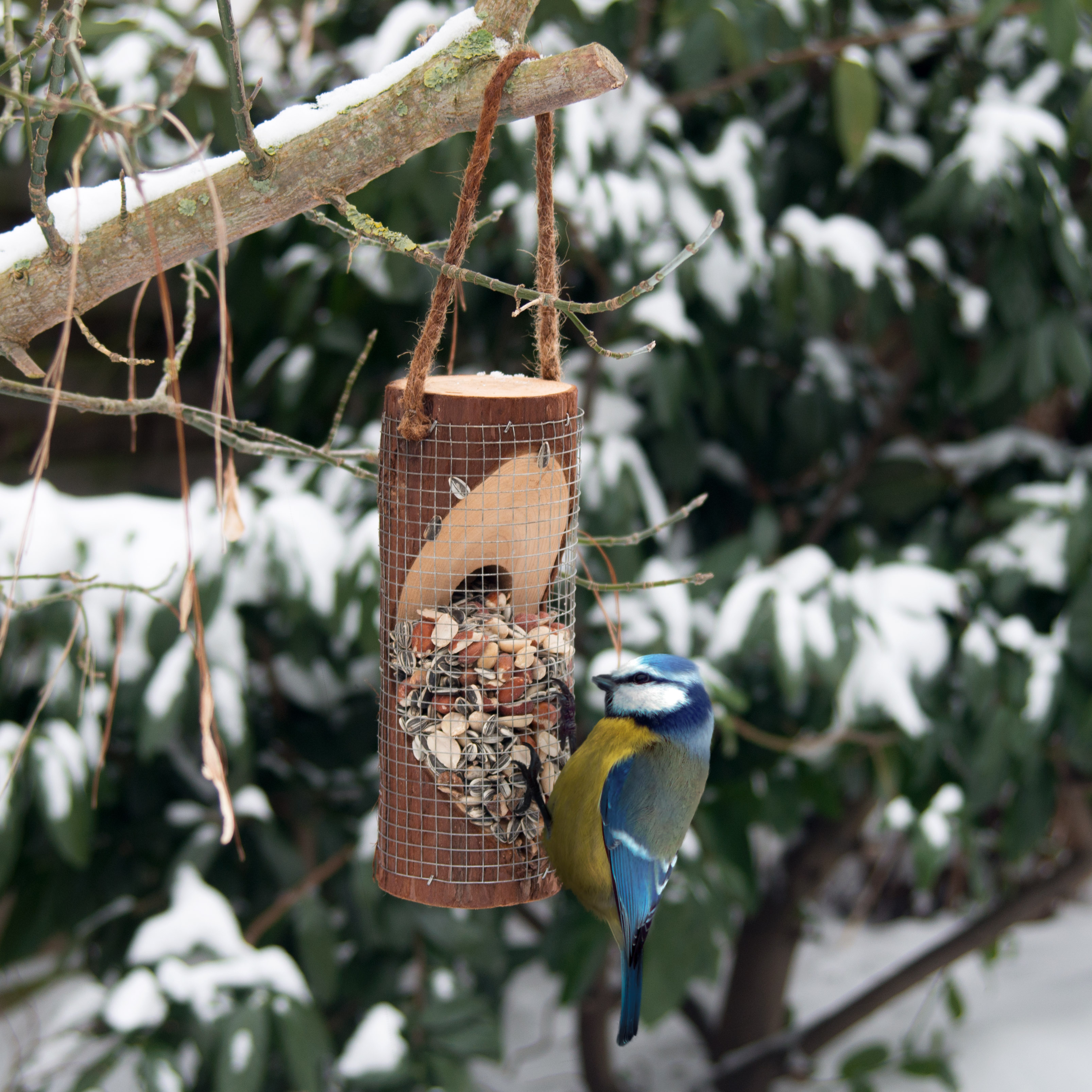 Feeding Station for Birds | bird feeder