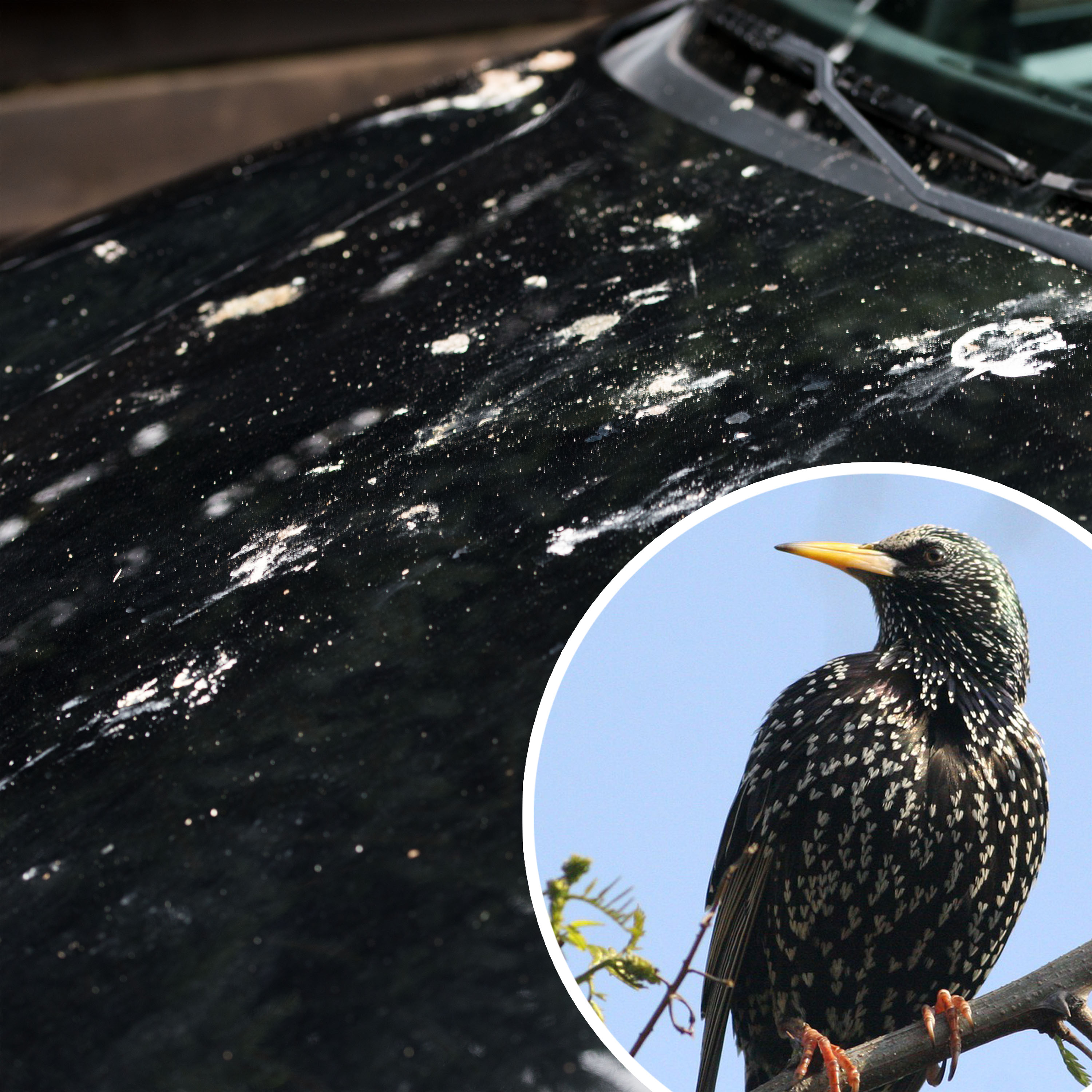 Vogelkot kann auch Lackschäden auf dem Auto verursachen und das kann auch teuer werden. 