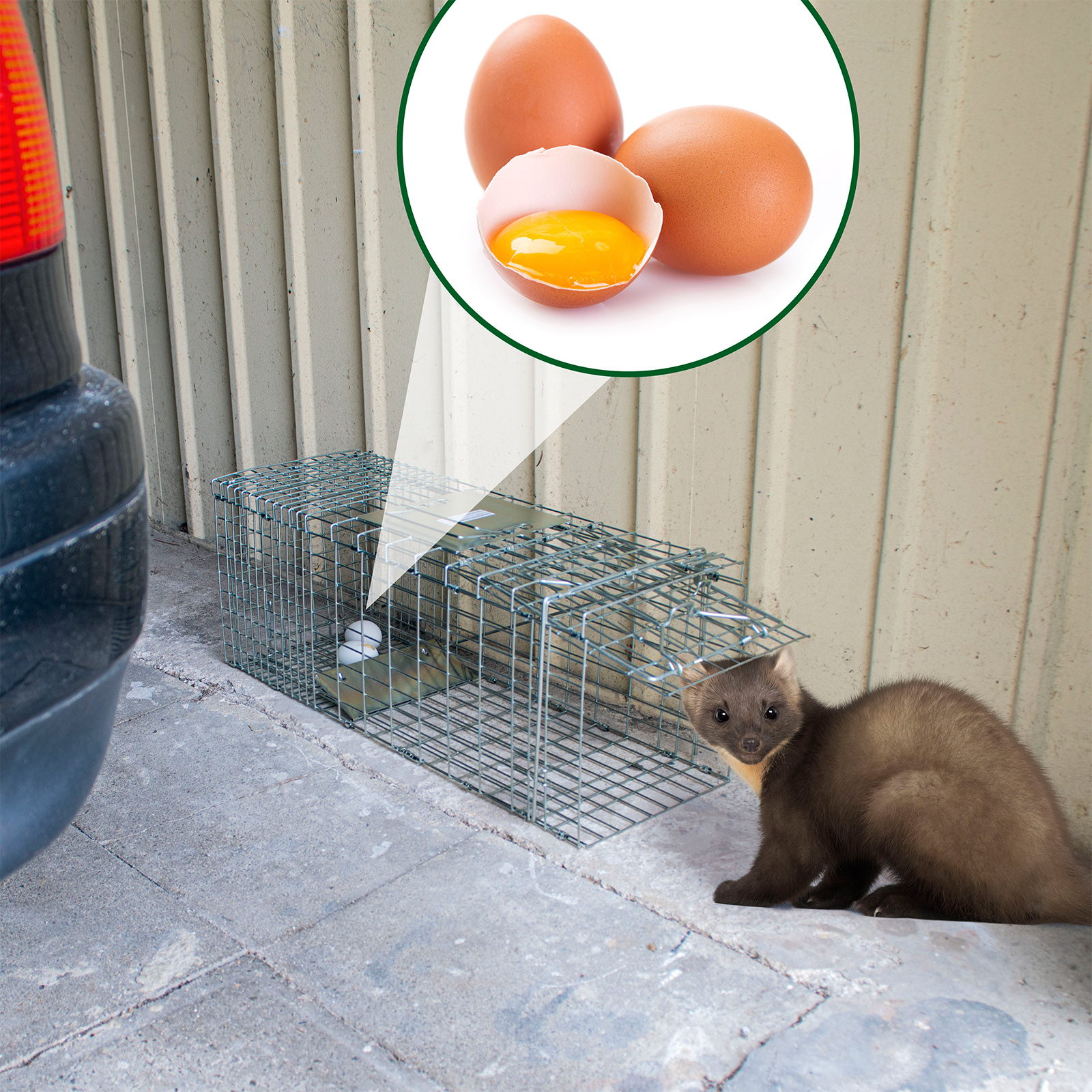 Marten Live Trap