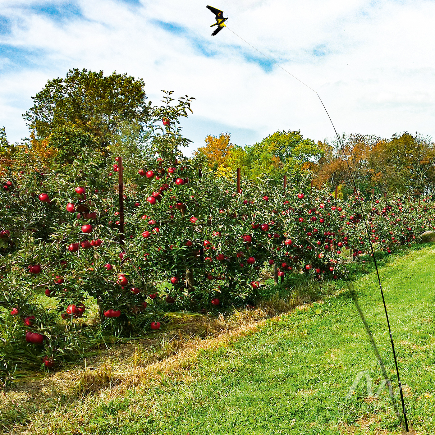 Vogelabwehr für Obstbäume und Plantagen