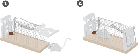 Up To 82% Off on Live Humane Cage Mouse Trap R