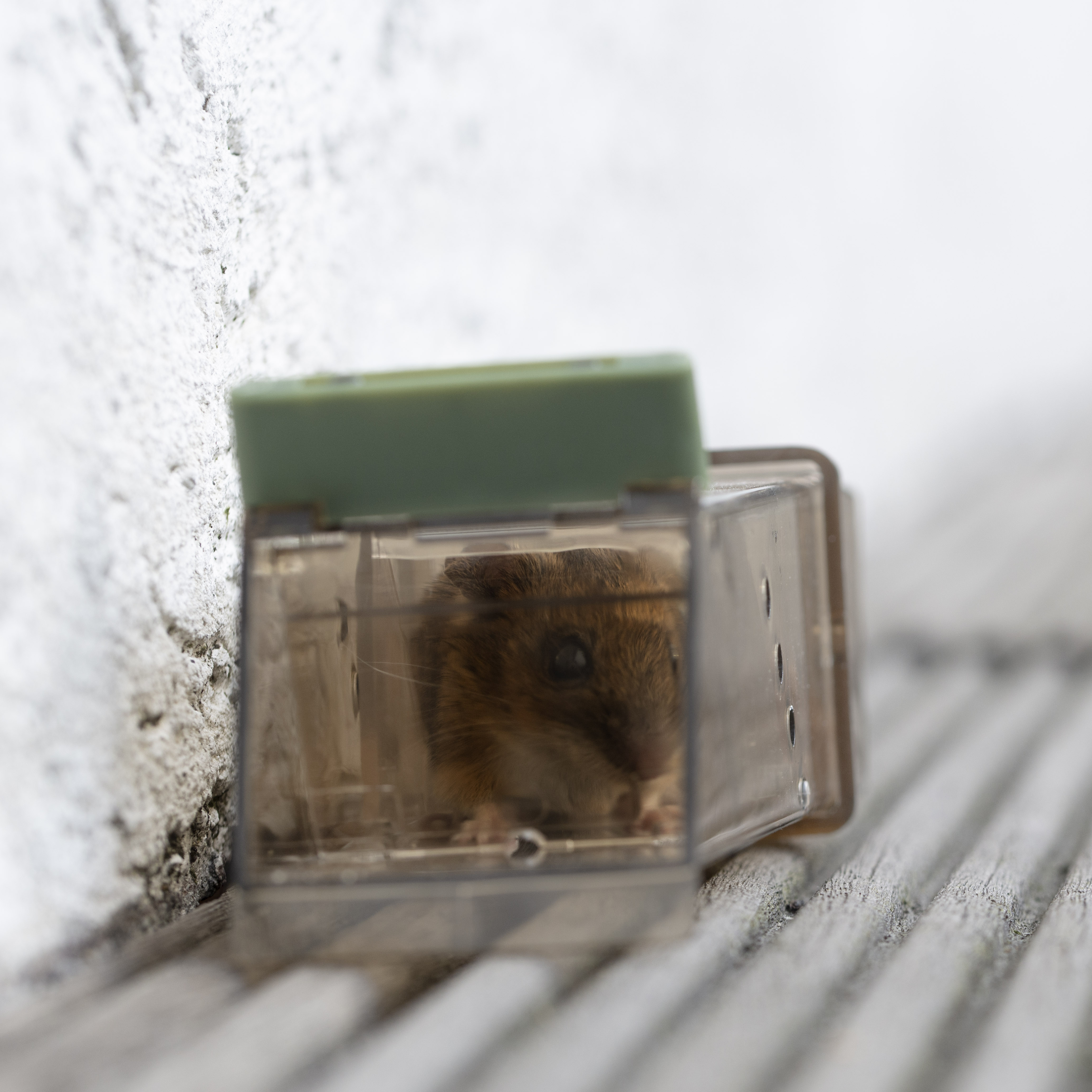 Gardigo Live Mouse Trap Lebendfalle Funktionsart Lockstoff 1 St. – Conrad  Electronic Schweiz
